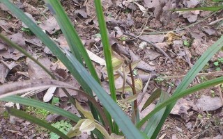 野生兰草的保护与重建（保护植物，共建美好家园）