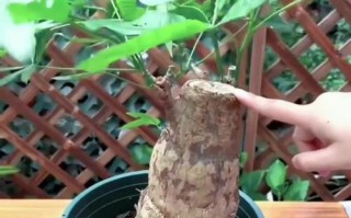如何补救发财树皮烂的问题（快速有效的方法修复受损的发财树皮）