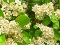 火棘开花结果的季节（探秘火棘的开花结果季节和魅力）