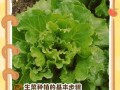 生菜种植时间及生长周期全解析（优选时机，养护技巧，助力丰收）
