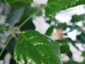 幸福树的护理与恢复（怎样帮助发蔫的幸福树重新焕发生机）