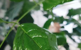 幸福树的护理与恢复（怎样帮助发蔫的幸福树重新焕发生机）