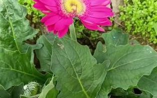 非洲菊花的养护秘籍（掌握关键技巧，打造绚丽多彩的花园）