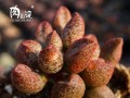 鼓槌水泡多肉为何逐渐缩小？（多肉植物鼓槌水泡的迷之缩小现象探究）