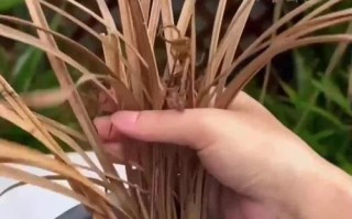 兰花叶子枯萎卷叶了该怎么办？（探讨兰花叶子枯萎卷叶的原因和解决方法）