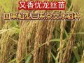 水稻种子的外观与特征（探究水稻种子的形态、大小、颜色、质地、萌发能力等特征）