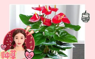 水培红掌的养殖技巧（打造绿意盎然的家居植物——以水培红掌为例）