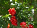 石榴树花期多长？（一年开几次花？）