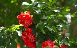石榴树花期多长？（一年开几次花？）