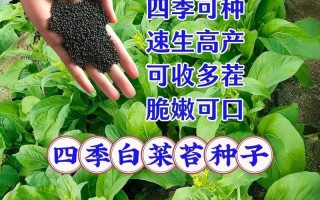 自家花盆种小白菜的全攻略（简单实用的种植技巧让您轻松享受新鲜小白菜的乐趣）