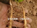 以花盆种植山药的方法与技巧（轻松掌握山药种植，打造私家山药园）