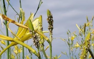 黄花菜收获时间及注意事项（了解黄花菜收获时间，让你的收成更加丰硕）