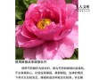 以牡丹花为主题的彩色嫁接之美（探索牡丹花的嫁接技术，打造多彩花海）