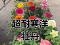冬季牡丹养护指南（打造美丽花园的关键技巧与方法）