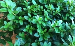 十月杜鹃怎样养？（揭秘十月杜鹃养护技巧，让花开如昔）