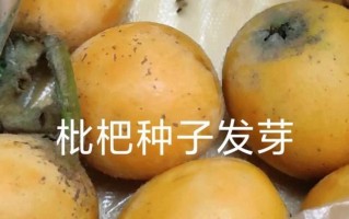 干枇杷种子种植指南（从种子到果实，轻松栽培，丰收无忧）