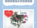 探索茶梅斑点的成因与治疗方法（预防斑点的关键是从生活习惯做起）