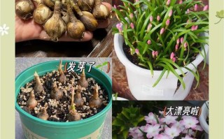 风雨兰怎么浇水？（多久浇一次？）