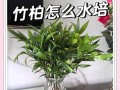 以竹柏种子怎么种——探索竹柏树的繁殖之道（从种子到参天大树，看竹柏如何生根发芽）