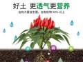 以虎皮兰复合肥的正确使用方法（让您的虎皮兰茁壮成长，繁花似锦）