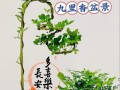 盆景养根的技巧和方法（打造健康根系，让盆景更加茁壮成长）