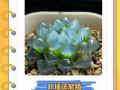 玉露花散开了，人们该如何应对？（玉露花绽放的美丽与困扰，如何平衡？）