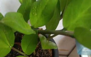 如何让金钱树多发芽？（掌握关键技巧，实现财富增值）