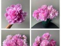芍药花的修剪与养护（打造精致芍药花园，让芍药花绽放美丽）
