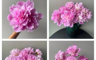 芍药花的修剪与养护（打造精致芍药花园，让芍药花绽放美丽）