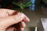 帝玉的繁殖方法与注意事项（帝玉繁殖的技巧和实用小贴士）