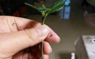 帝玉的繁殖方法与注意事项（帝玉繁殖的技巧和实用小贴士）