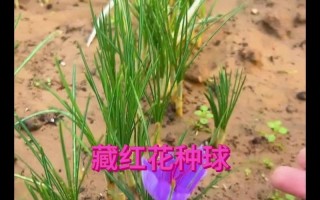 藏红花种球烂了怎么办？（救救我的藏红花！如何处理烂掉的种球）