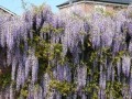 紫藤移栽3年未开花的原因及解决方法