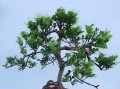 如何处理米兰叶子发黑问题（让你的米兰植物重现绿意生机）