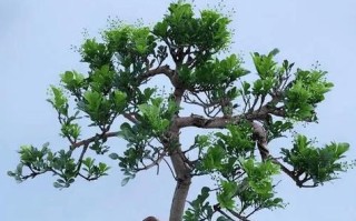如何处理米兰叶子发黑问题（让你的米兰植物重现绿意生机）