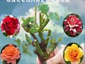 盆栽微型玫瑰花的养护秘籍（打造迷你花园，让微型玫瑰花绽放魅力）