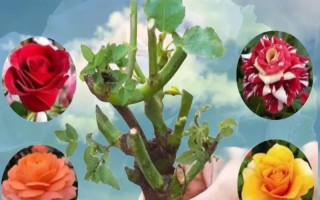 盆栽微型玫瑰花的养护秘籍（打造迷你花园，让微型玫瑰花绽放魅力）