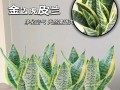 虎皮兰如何施肥最好？（肥料的选择和施用方式对虎皮兰的影响）