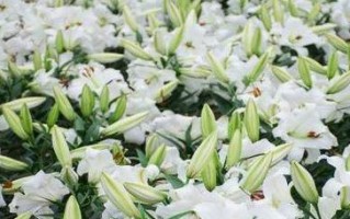 百合花不开花的原因（揭秘百合花开花的秘密与解决方法）