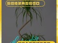 以巴西铁树的繁殖方法——扦插技巧（掌握关键步骤，轻松繁衍巴西铁树）