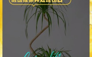 以巴西铁树的繁殖方法——扦插技巧（掌握关键步骤，轻松繁衍巴西铁树）