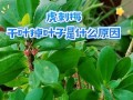 刺梅叶子变红的奥秘（揭开刺梅变红的秘密，了解叶子变红的原因和机制）