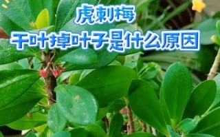 刺梅叶子变红的奥秘（揭开刺梅变红的秘密，了解叶子变红的原因和机制）