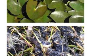 睡莲水叶子烂的原因及解决方法（如何保护睡莲水叶子，避免腐烂问题）