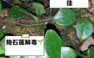 粉石莲养护指南（打造迷人的粉石莲花园，你需要知道的关键技巧）