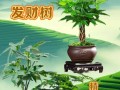 招财树小盆栽的养护全攻略（助您打造富贵生活，财运滚滚来）