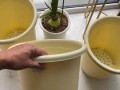 白掌烂根的处理方法与注意事项（探索白掌烂根的原因及有效的防治措施）