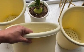 白掌烂根的处理方法与注意事项（探索白掌烂根的原因及有效的防治措施）
