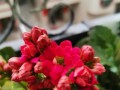 黄花槐扦插技巧剖析（掌握正确时间和步骤成功种植黄花槐）