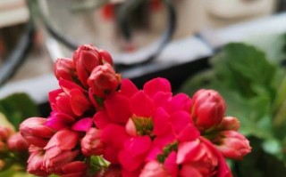 黄花槐扦插技巧剖析（掌握正确时间和步骤成功种植黄花槐）